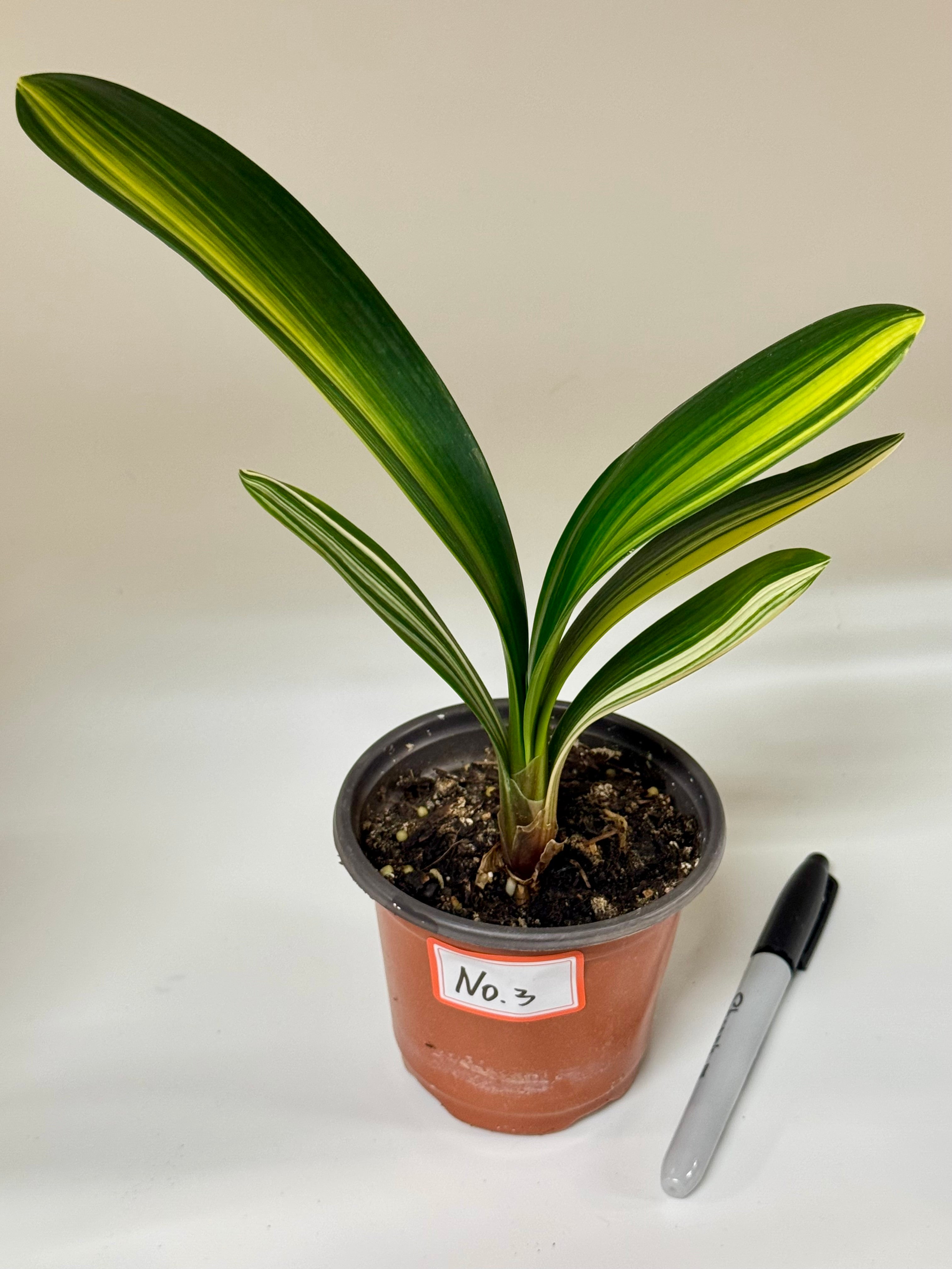 Variegated Clivia Plant – Rare Indoor Shade Plant | Starter Plant
