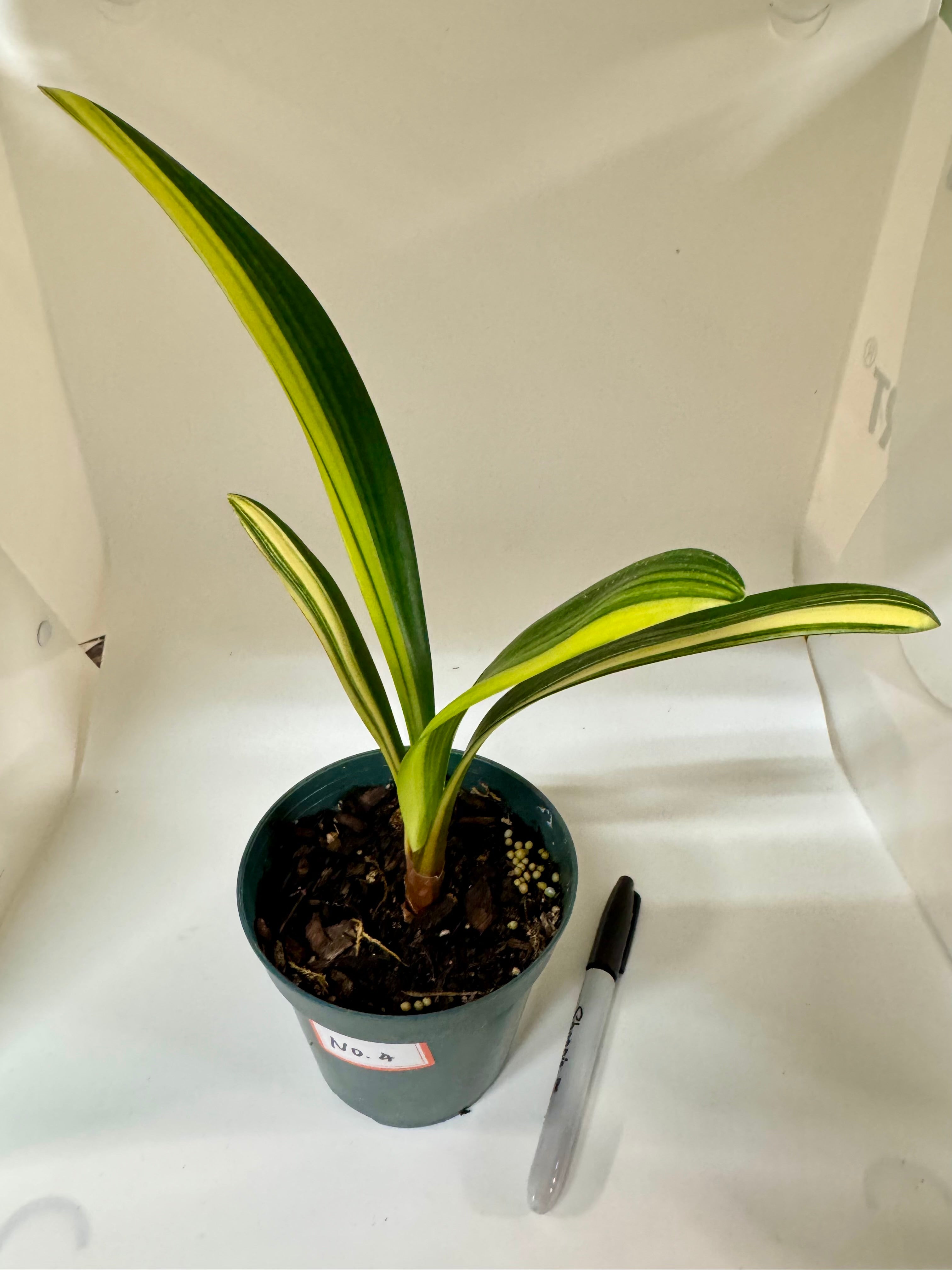 Variegated Clivia Plant – Rare Indoor Shade Plant | Starter Plant