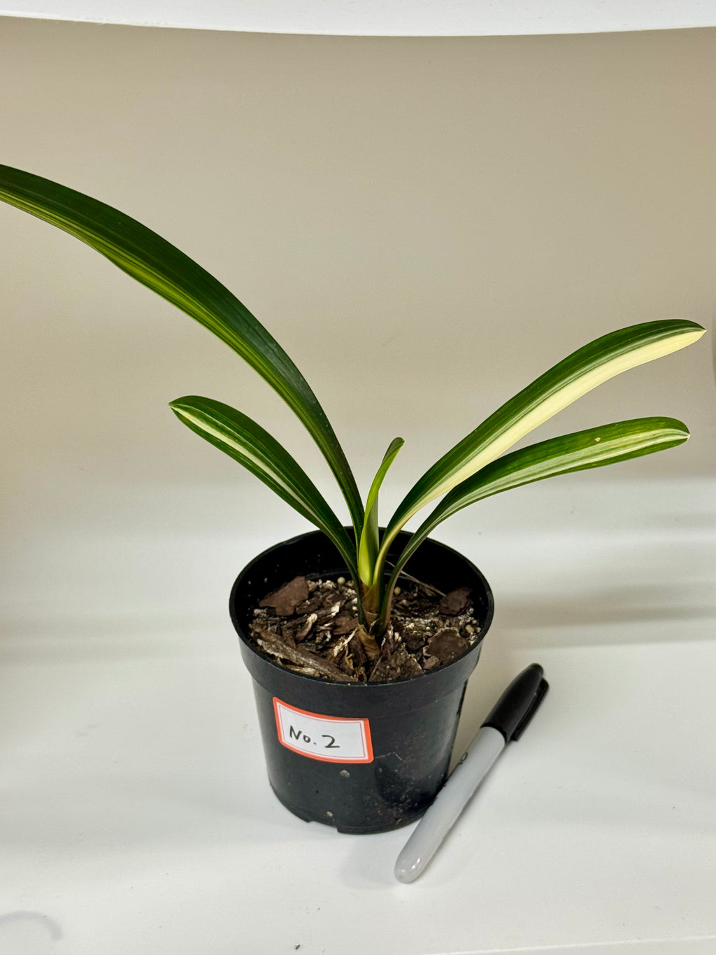 Variegated Clivia Plant – Rare Indoor Shade Plant | Starter Plant