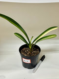 Variegated Clivia Plant – Rare Indoor Shade Plant | Starter Plant
