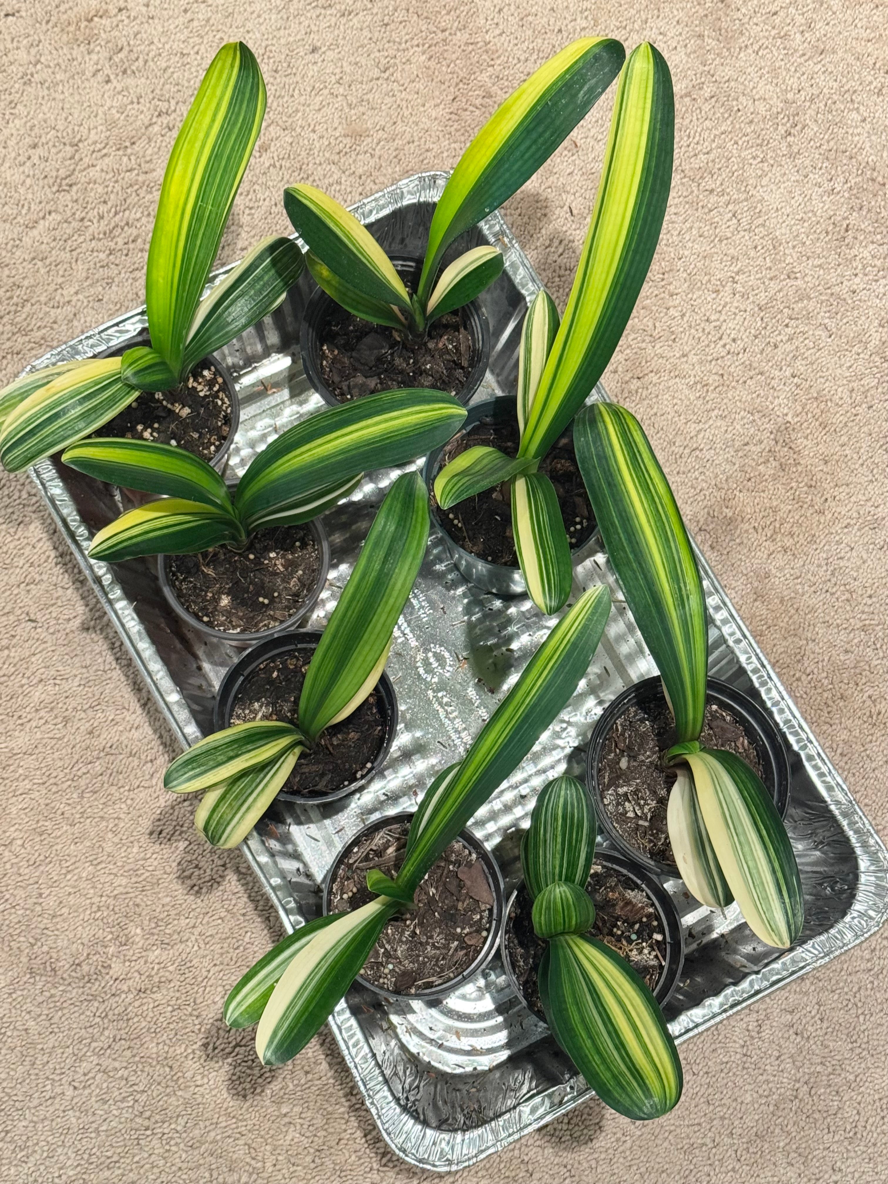 Variegated Clivia Plant – Rare Indoor Shade Plant | Starter Plant
