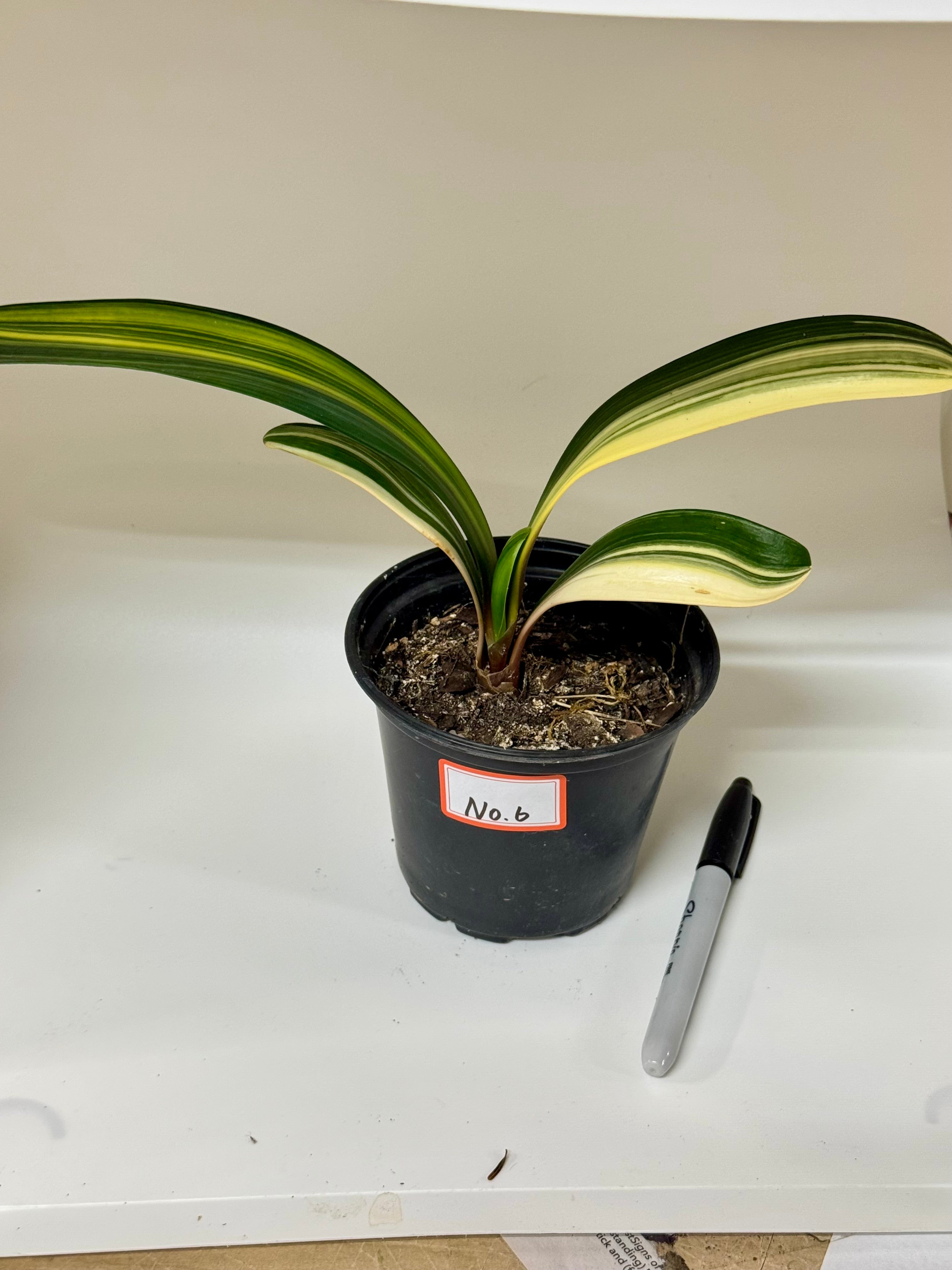 Variegated Clivia Plant – Rare Indoor Shade Plant | Starter Plant