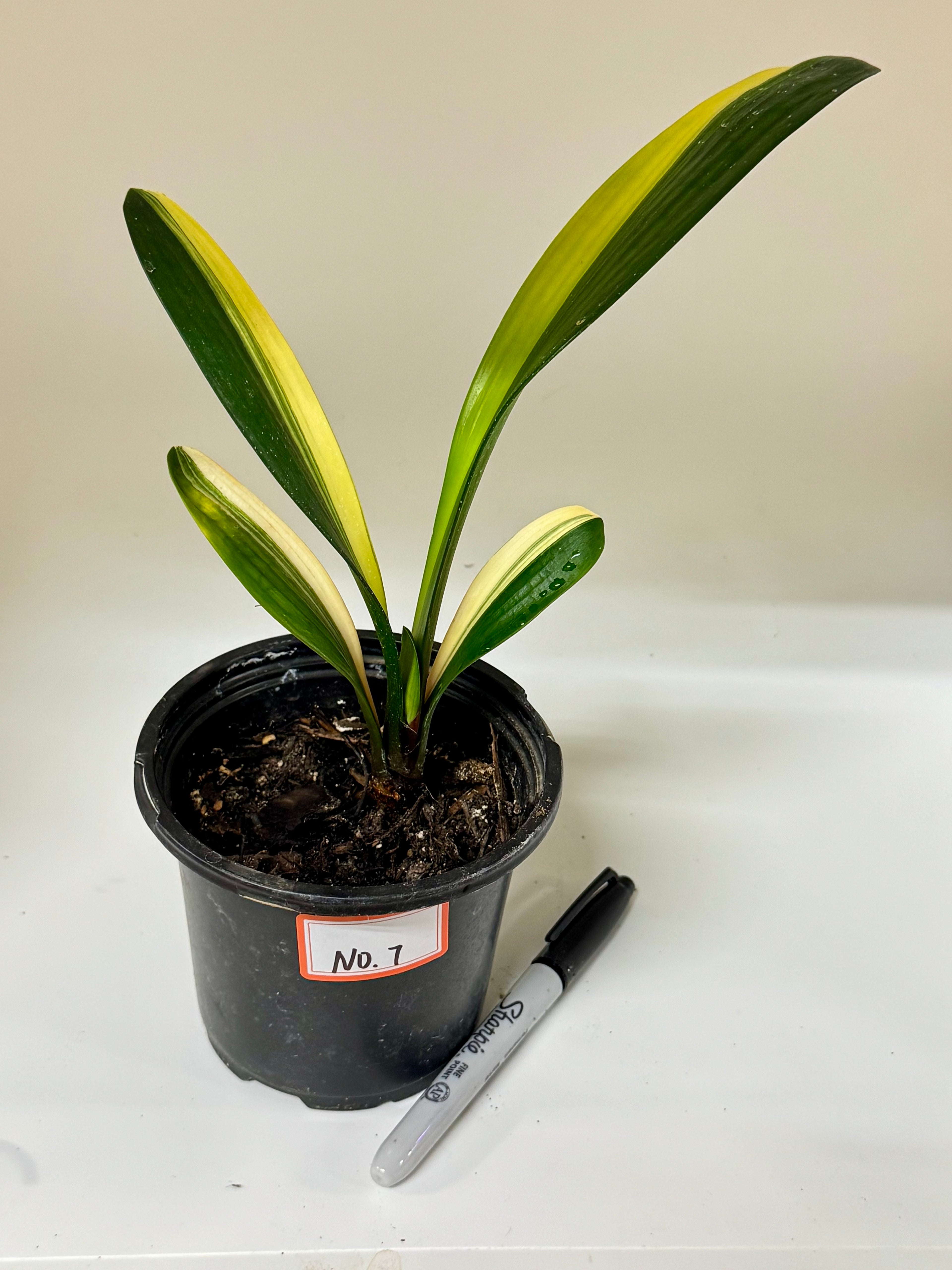 Variegated Clivia Plant – Rare Indoor Shade Plant | Starter Plant