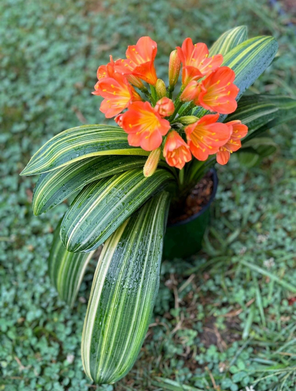 Variegated Clivia Plant – Rare Indoor Shade Plant | Starter Plant