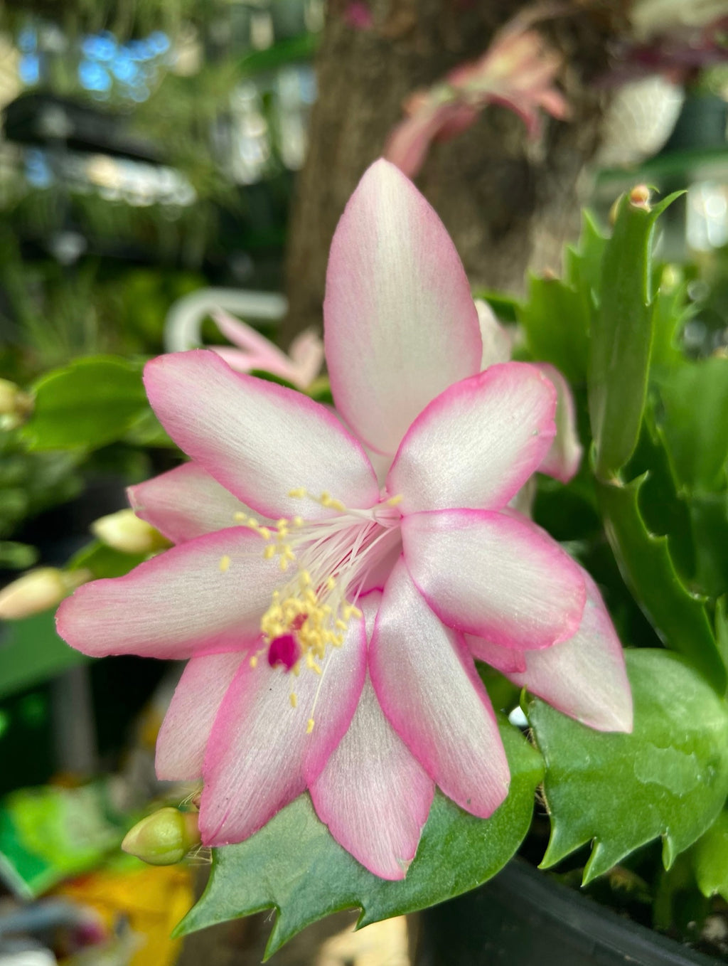 Thanksgiving Cactus (Eprice Star) Live Plant in 3” Pot