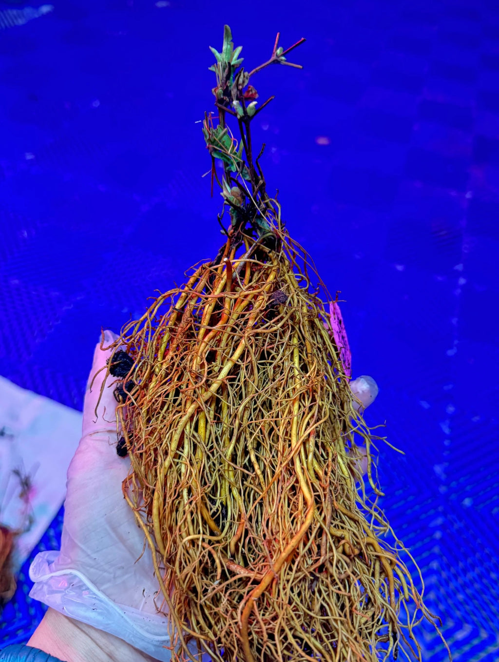 Clematis” Emperor”/”皇帝” (2-3 years old plant) BARE ROOT