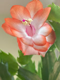 Thanksgiving Cactus 8 Fresh Cuttings, Orange & White Blooms