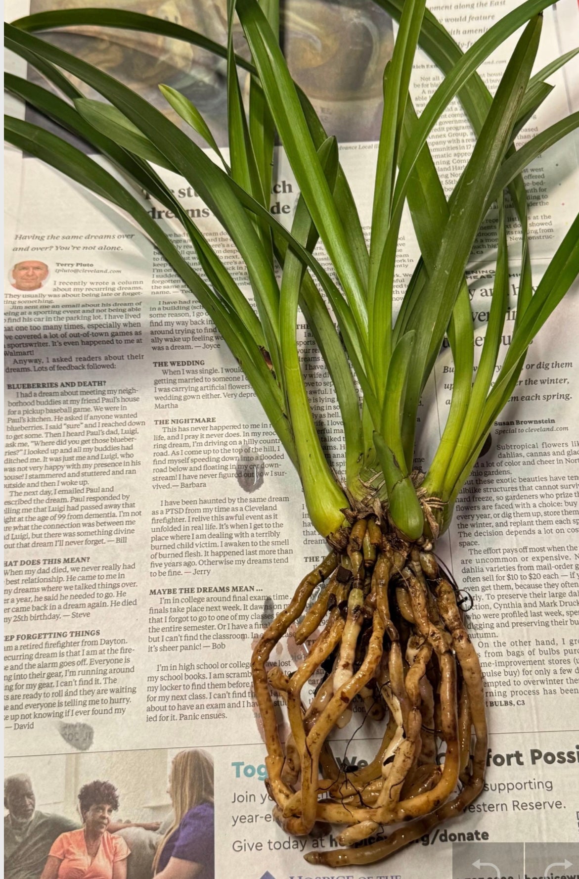 Cymbidium Orchid "Dream"/梦境 Live plant, shipped with bare-root with 2-3 seedlings.