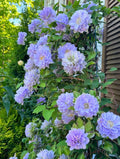 Clematis:Liuli / 琉璃 bare root(2.5 year old plant)