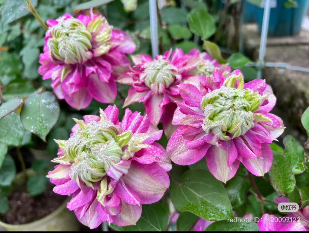Clematis” Emperor”/”皇帝” (2-3 years old plant) BARE ROOT