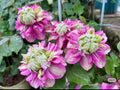 Clematis” Emperor”/”皇帝” (2-3 years old plant) BARE ROOT