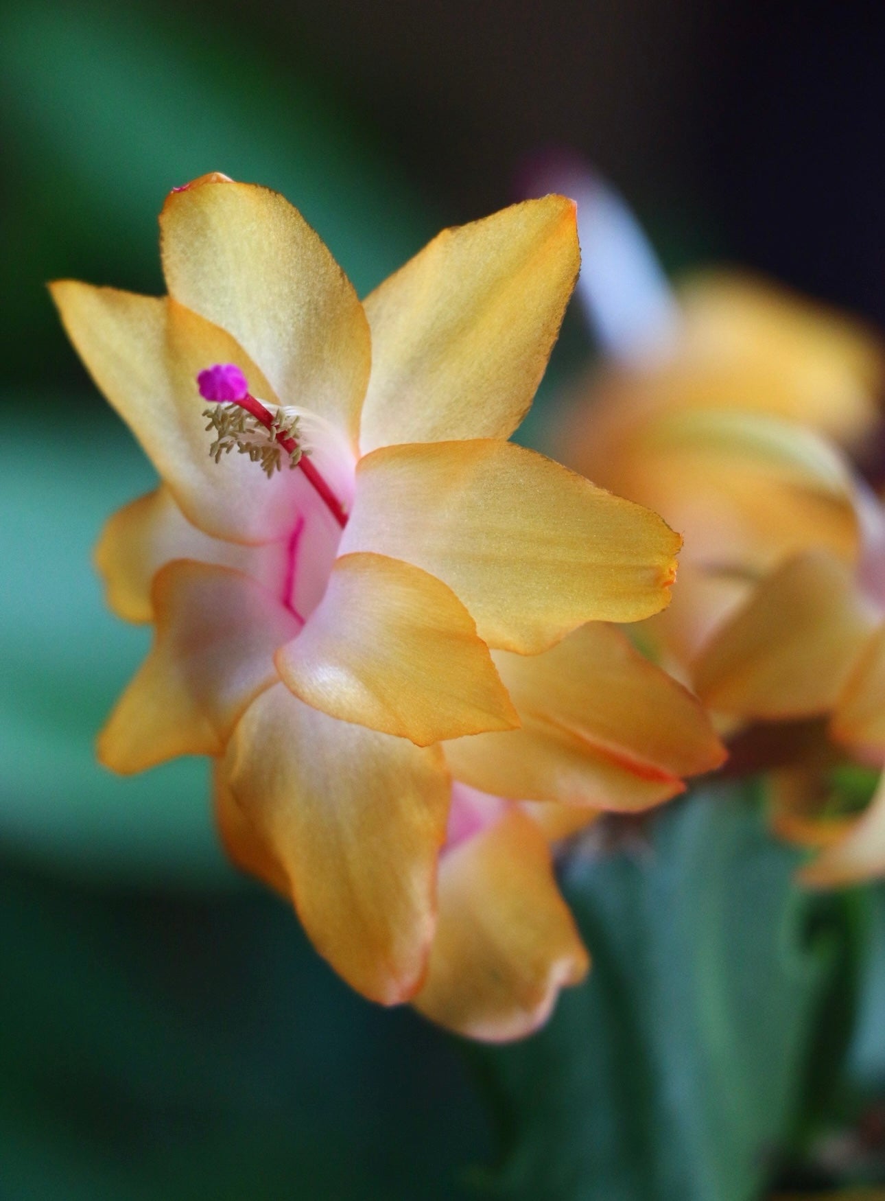 Thanksgiving Cactus ‘Thor Sophia’ Live Plant in 3” Pot