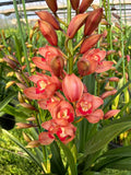 Cymbidium Orchid "Dream"/梦境 Live plant, shipped with bare-root with 2-3 seedlings.