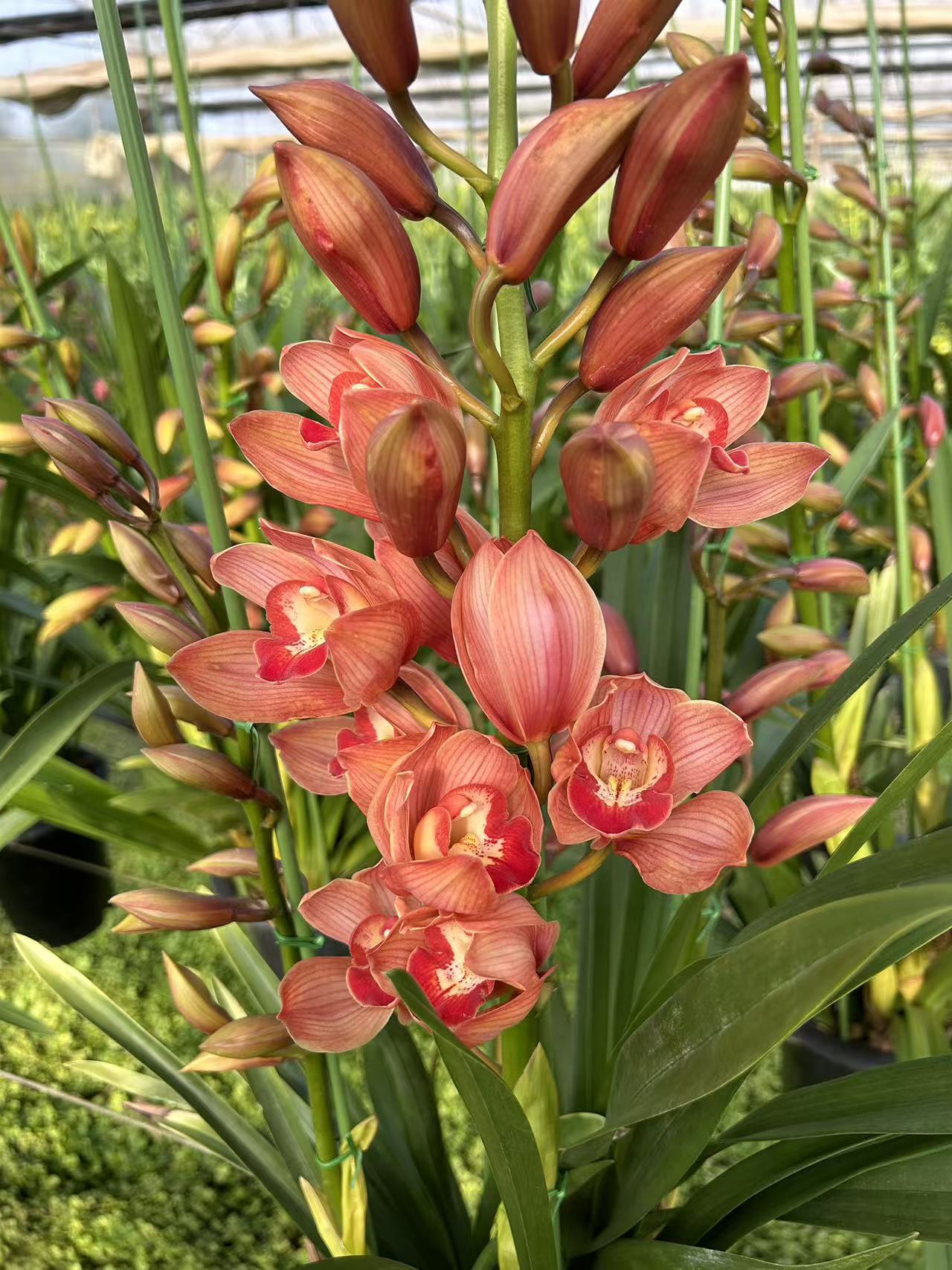 Cymbidium Orchid "Dream"/梦境 Live plant, shipped with bare-root with 2-3 seedlings.