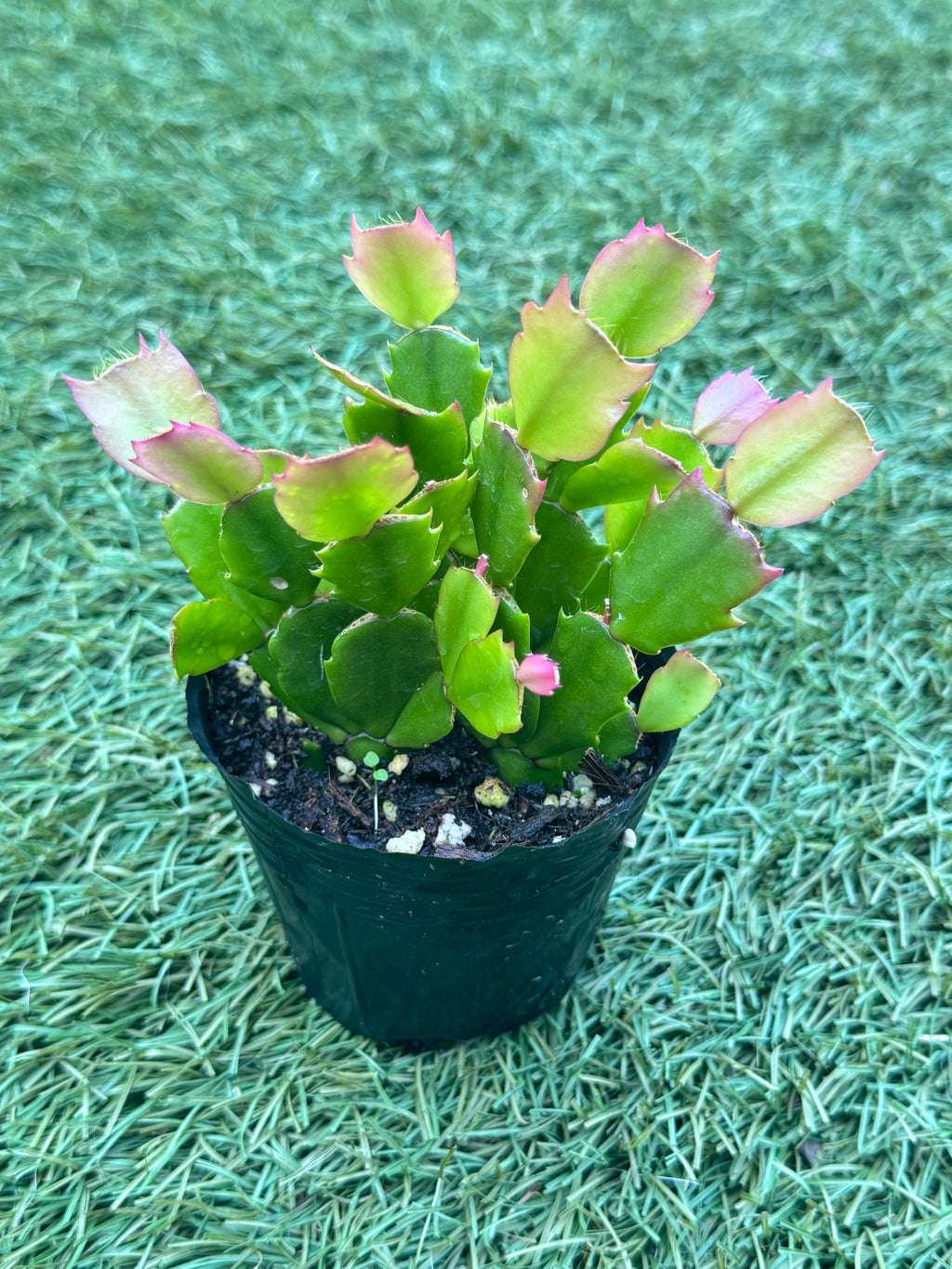 Thanksgiving Cactus (Eprice Star) Live Plant in 3” Pot