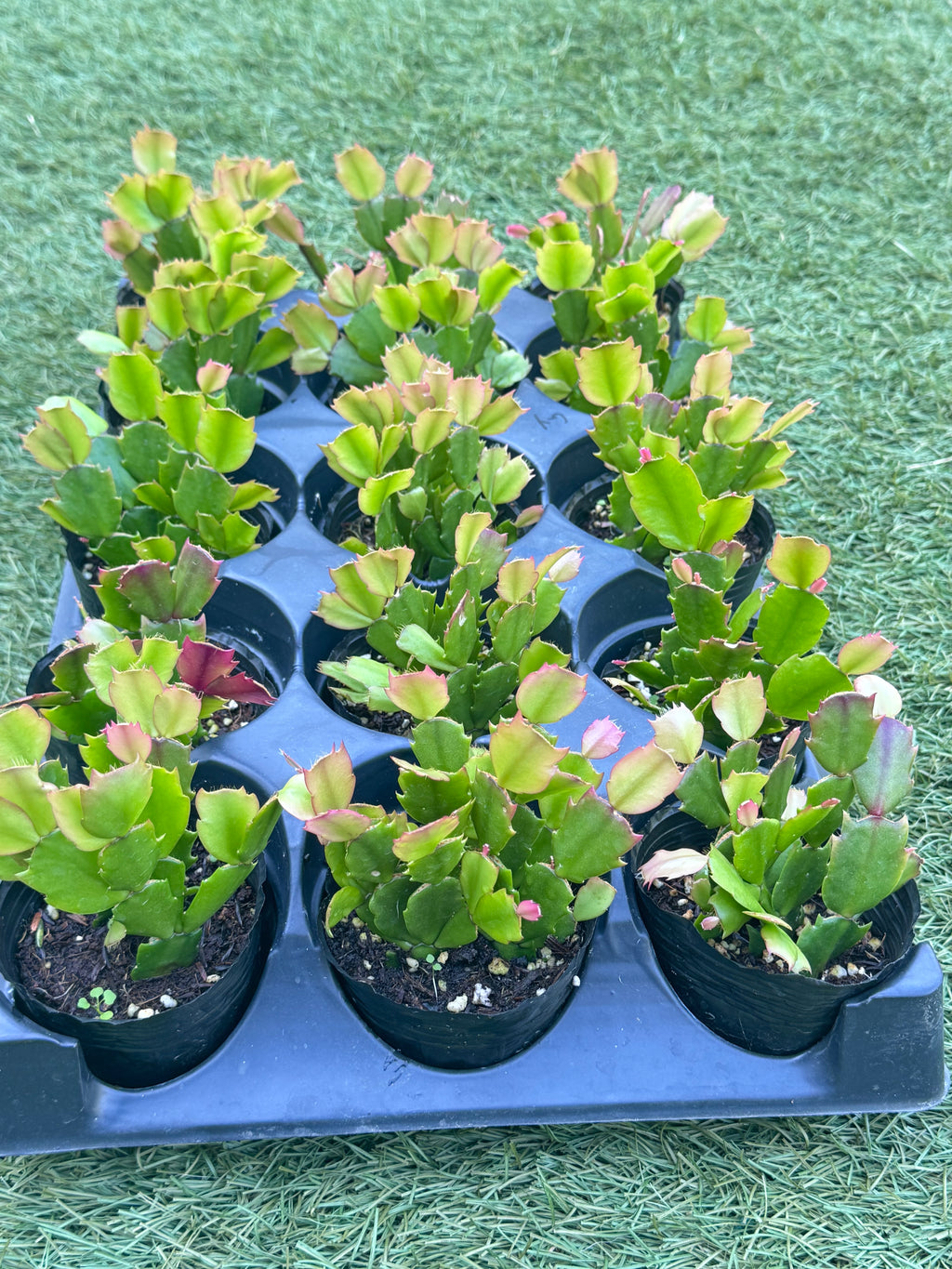 Thanksgiving Cactus ‘Thor Sophia’ Live Plant in 3” Pot