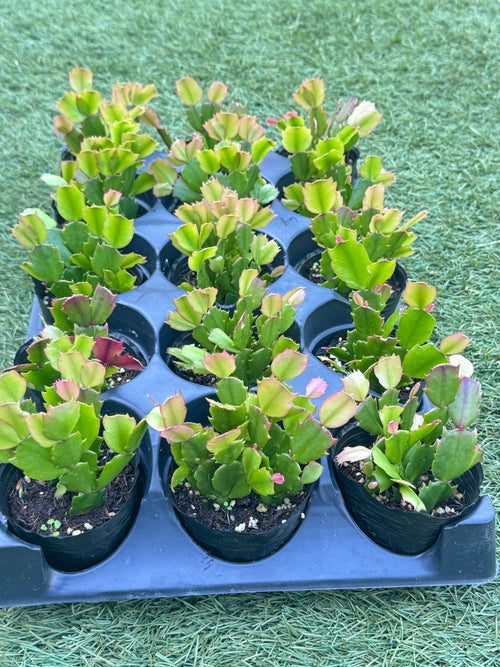 Thanksgiving Cactus ‘Thor Sophia’ Live Plant in 3” Pot
