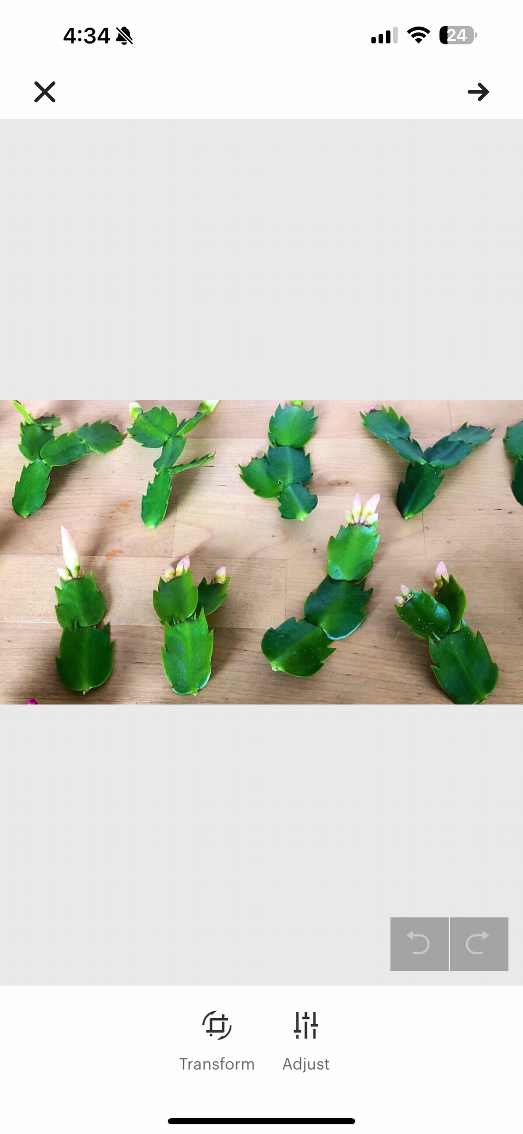 Thanksgiving Cactus 8 Fresh Cuttings, Orange & White Blooms