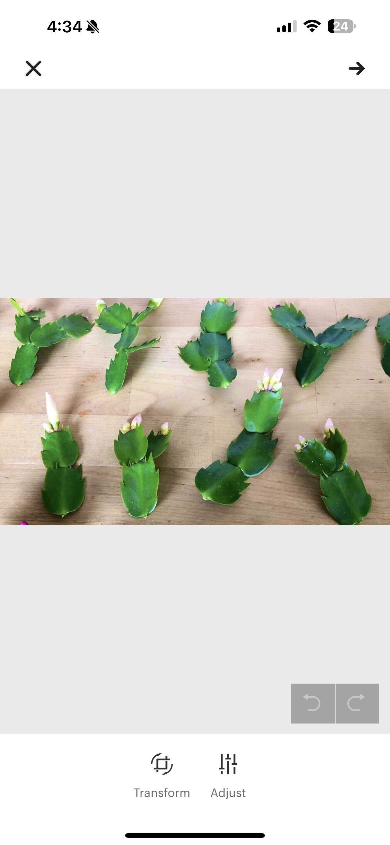 Thanksgiving Cactus 8 Fresh Cuttings, Orange & White Blooms