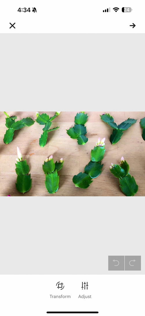 Thanksgiving Cactus 8 Fresh Cuttings, Orange & White Blooms